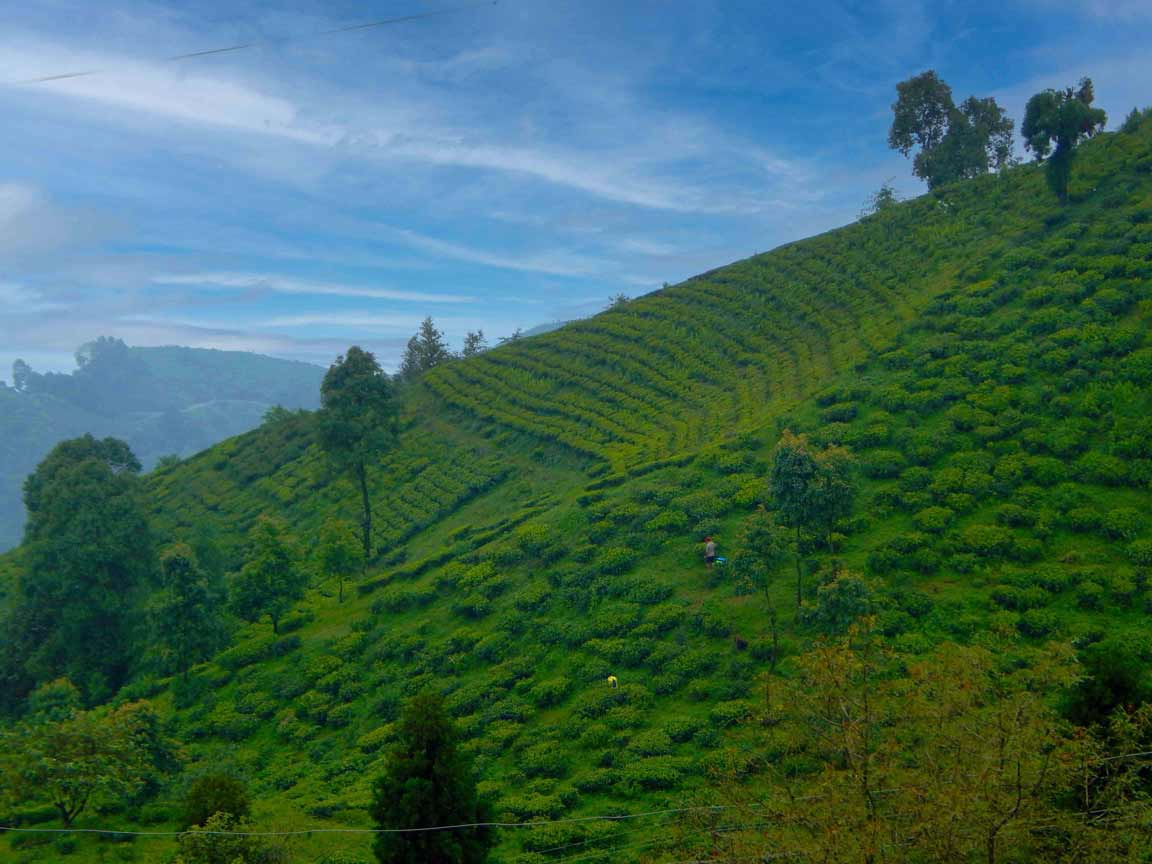 Mirik tea Garden