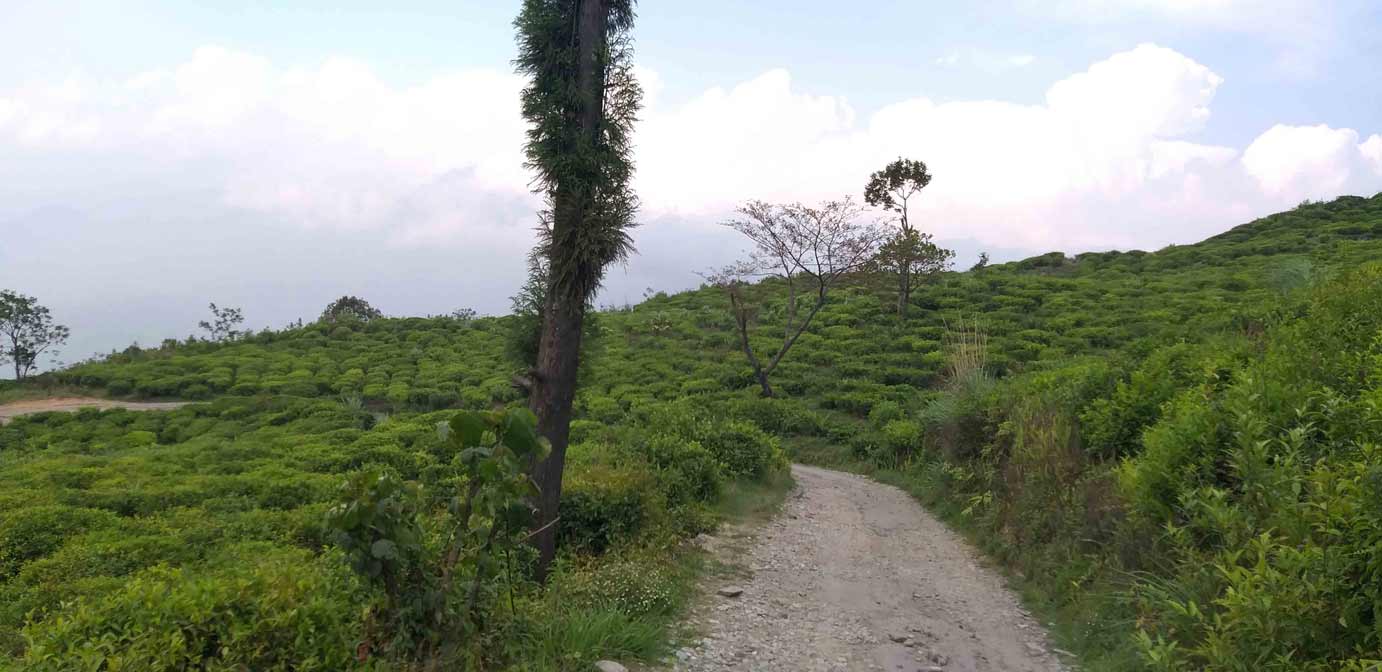 Tea Garden