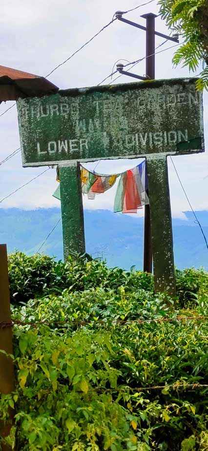 Thurbo Tea Estate, MIrik