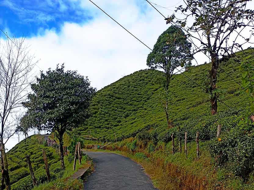 Mahaldiram Tea Estate