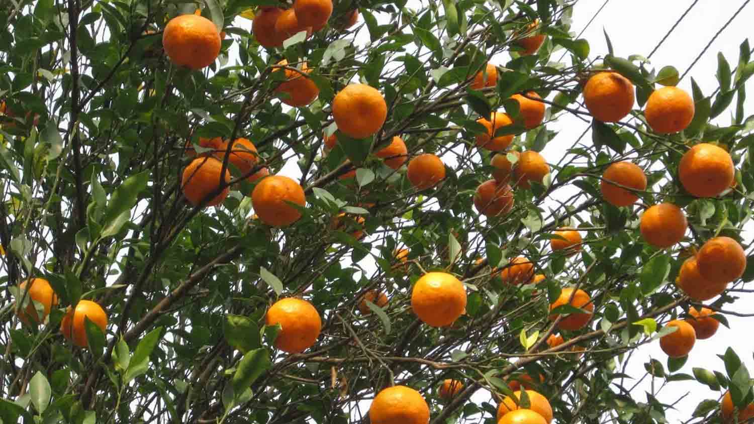 Orange Orchards