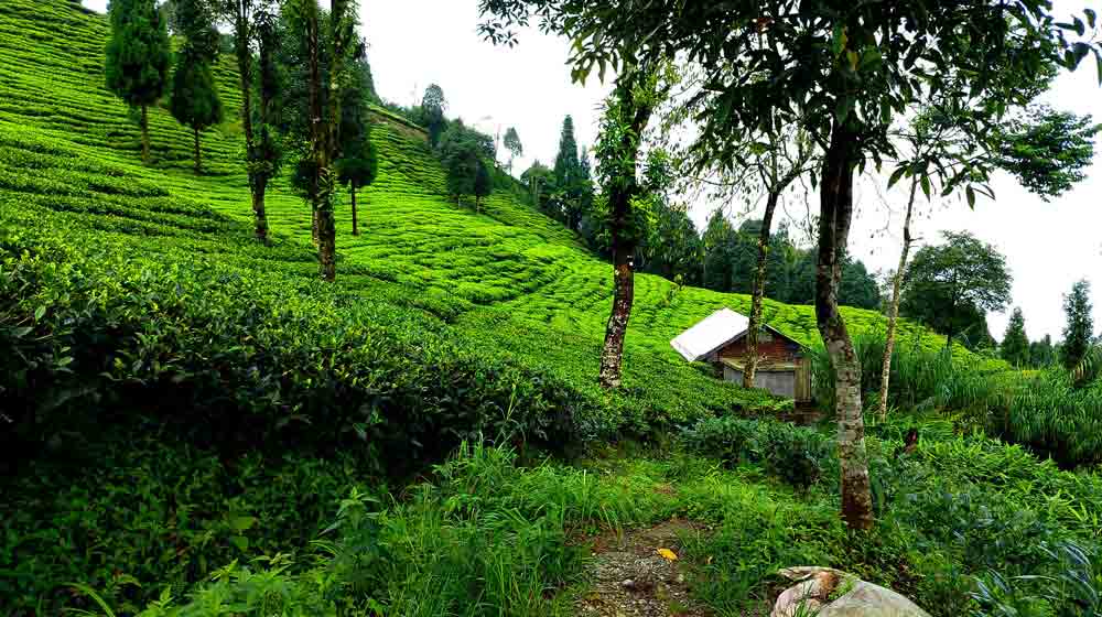 Tea Garden